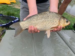 Crucian Carp