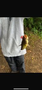 Black Bullhead