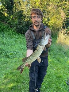 Northern Pike