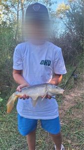 Mirror Carp