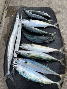 Mackerel