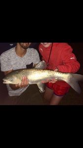 Grass Carp