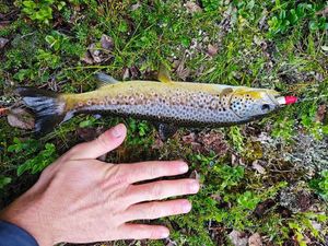 Brown Trout