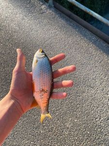 Roach