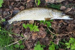 Northern Pike