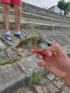 European Perch
