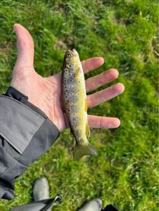 Brown Trout