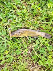 Black Bullhead