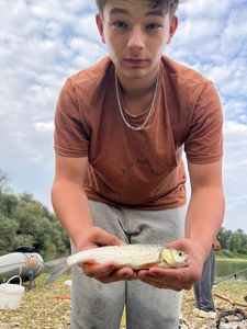 Chub