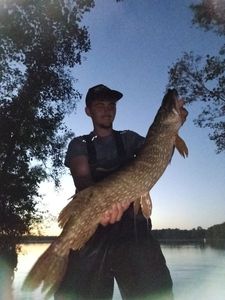 Brochet 