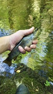 Brown Trout