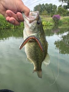 Largemouth Bass