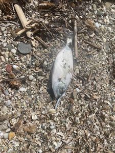 White Seabream