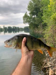 European Perch