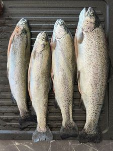 Rainbow Trout