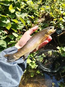 Brown Trout