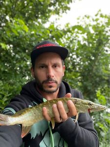 Zander