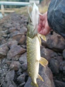 Northern Pike