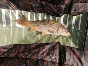 Common Carp