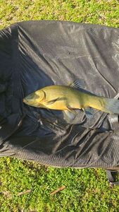 Tench