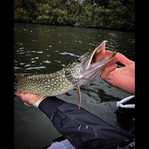 Northern Pike