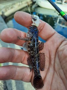 Giant Goby