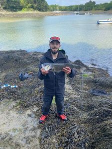 European Bass (Seabass)