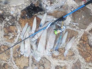 European Squid