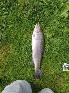 Rainbow Trout