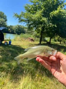 Largemouth Bass