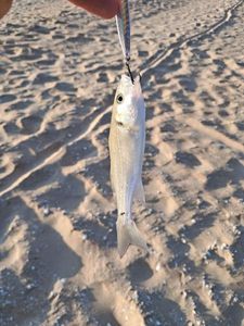 European Bass (Seabass)
