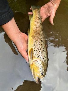 Brown Trout