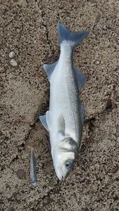 European Bass (Seabass)