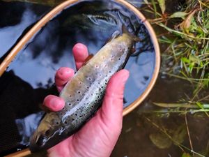 Brown Trout