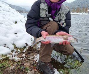 Rainbow Trout