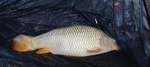 Common Carp