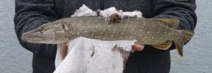 Northern Pike