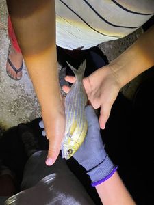 Salema