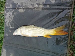 Common Carp