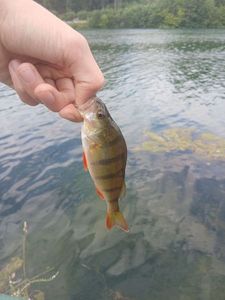 European Perch
