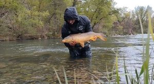 Common Carp