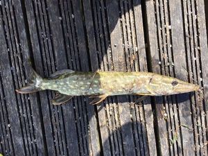 Northern Pike