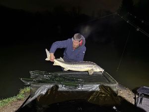 Sturgeon