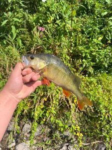 European Perch
