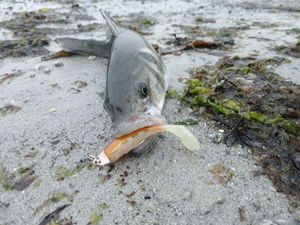 European Bass (Seabass)
