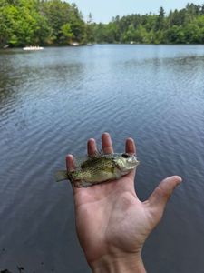 Rock Bass