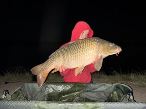 Common Carp