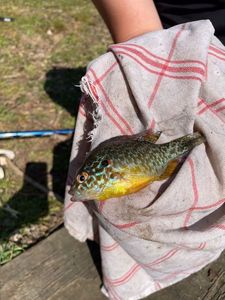 Green Sunfish