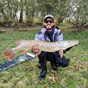 Northern Pike