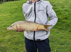 Common Carp